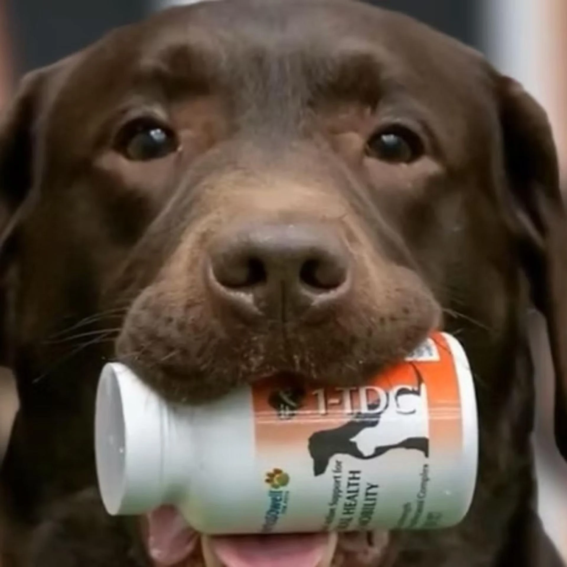 How Dogs Benefit From the Flow and Design of UKI Courses?