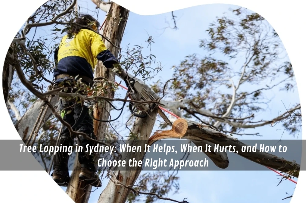 Tree Lopping in Sydney: When It Helps, When It Hurts, and How to Choose the Right Approach