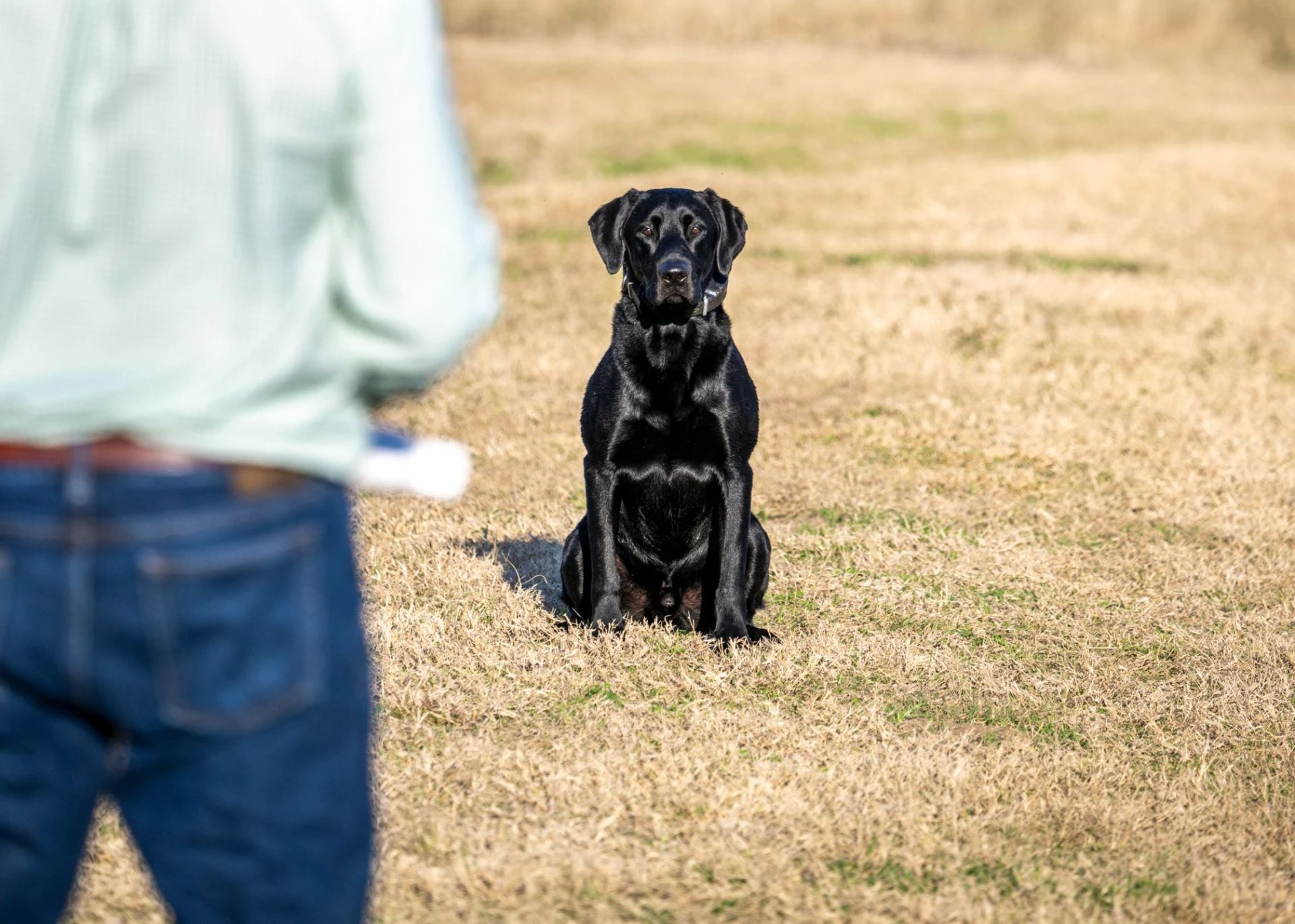 How to Train a Duck Dog the Right Way with the Pat Nolan Training Approach