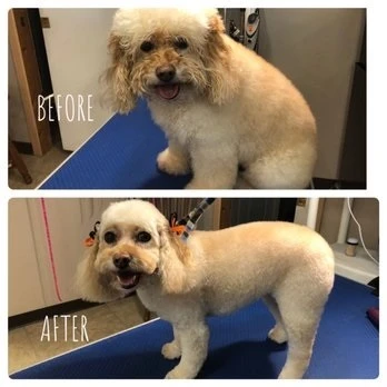 Understanding Dog Grooming Care