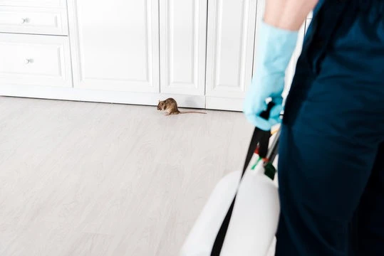 What to Expect During a Professional Mouse Extermination in Cleveland