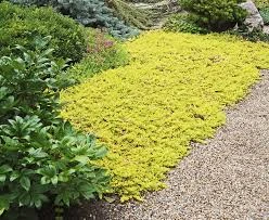 How to Choose the Best Ground Covers for Your Garden