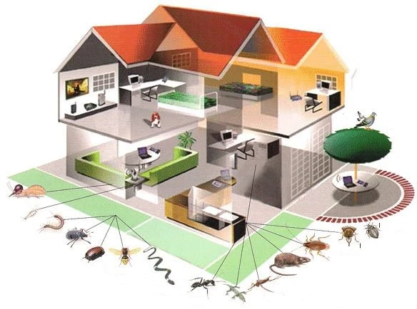 How Often Should You Schedule Pest Control Services for Prevention?