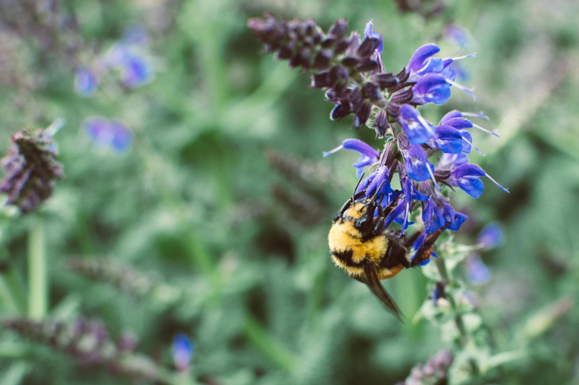 How to Create a Bee‑Friendly Garden That Supports Your Apiary 