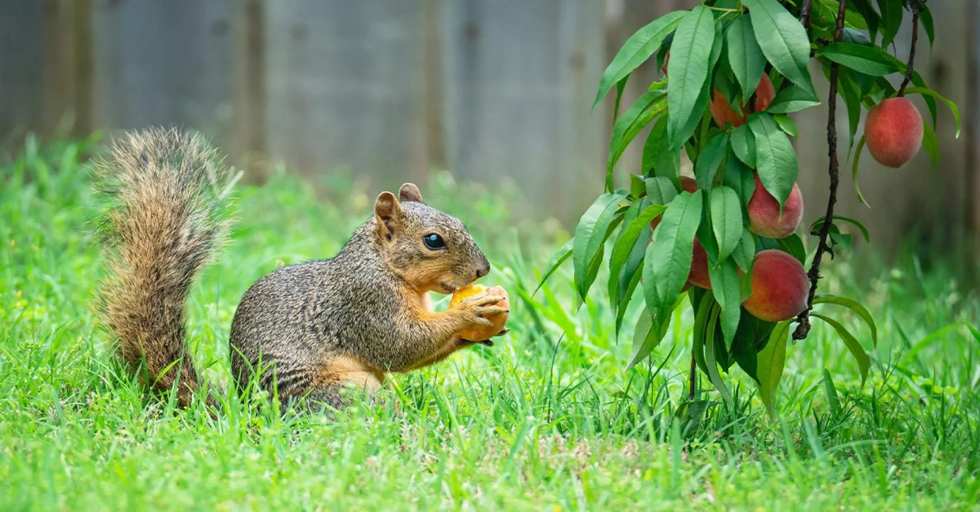 Squirrel Control for Gardens: Managing Wildlife Humane and Safely