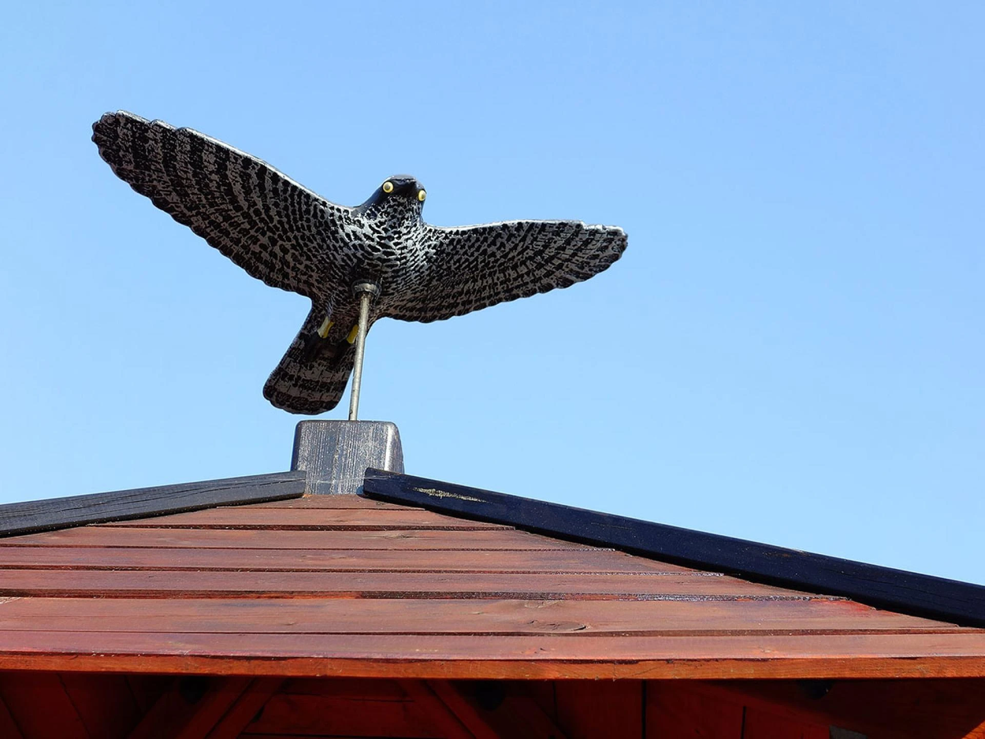 How to Keep Birds Away from Your Property Humanely: A Guide for Bath Residents