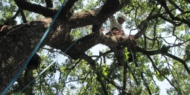 Are Your Trees Getting the Care They Truly Deserve?