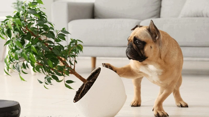 Puppy School: Why Early Training Sets the Foundation for a Lifetime of Success