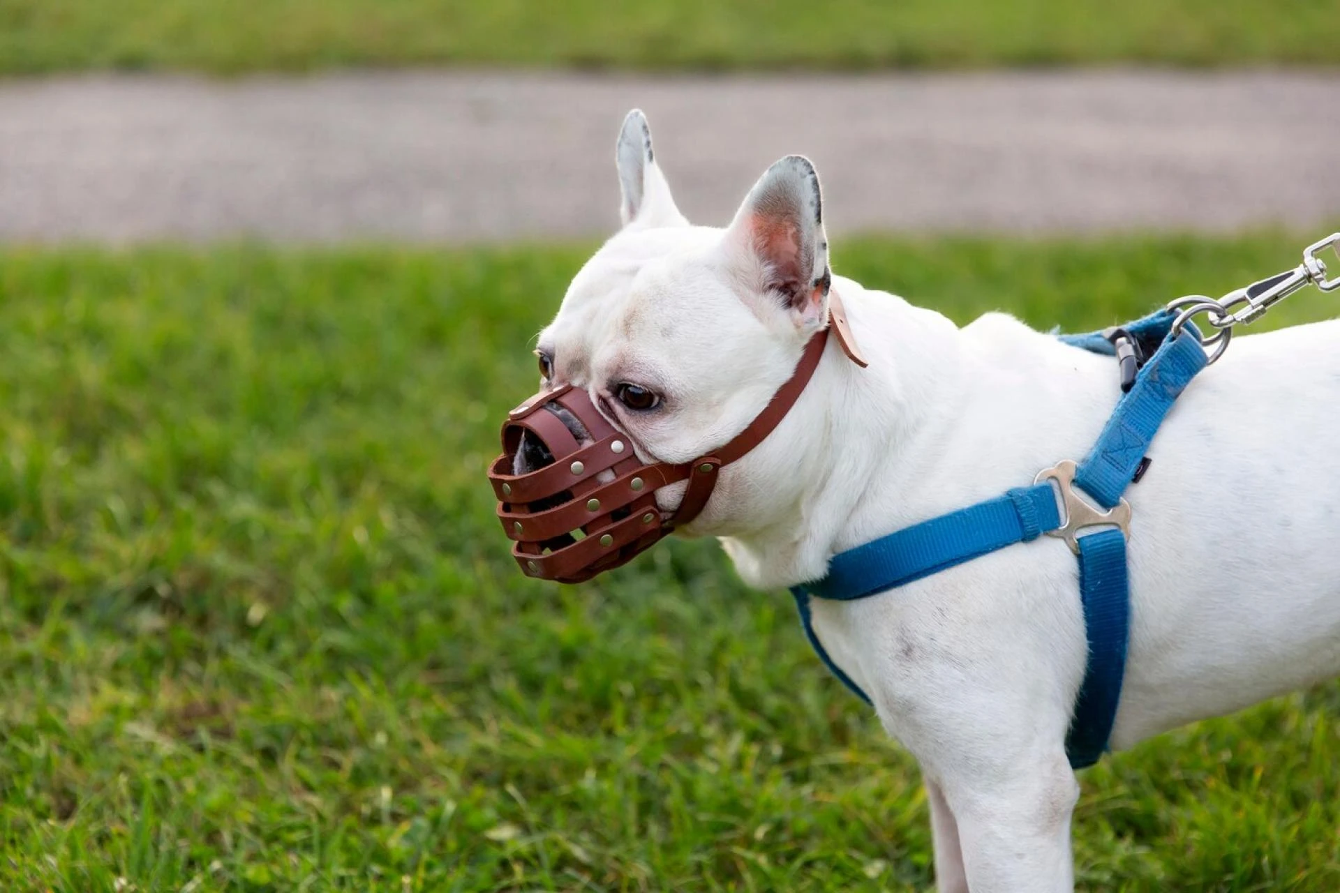 Tactical Dog Harness vs. Regular Harness: What’s the Difference?
