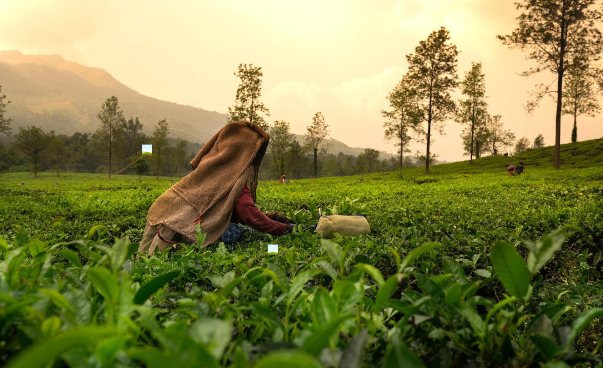 India Tea Industry Analysis 2026–2035: Product Diversification, Retail Penetration
