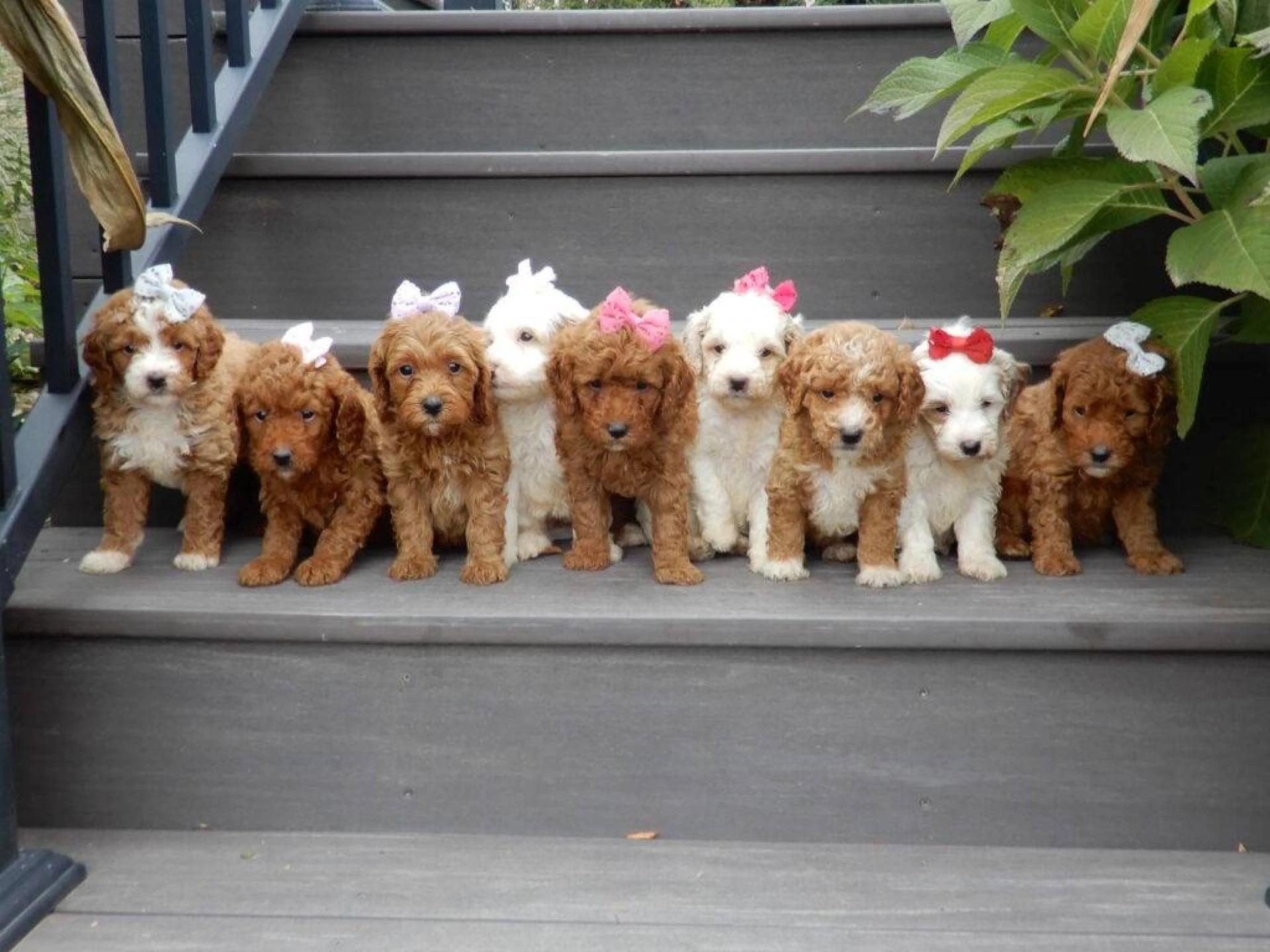 When Should a Puppy Be Spayed: Your Simple Guide