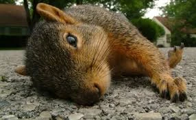 How Long Does It Take for a Dead Animal to Decompose?