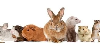 Complete Guide to Healthy and Happy Small Companions