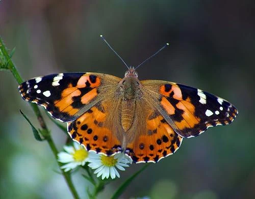 How to Buy Butterflies for Events, Gardens, or Releases