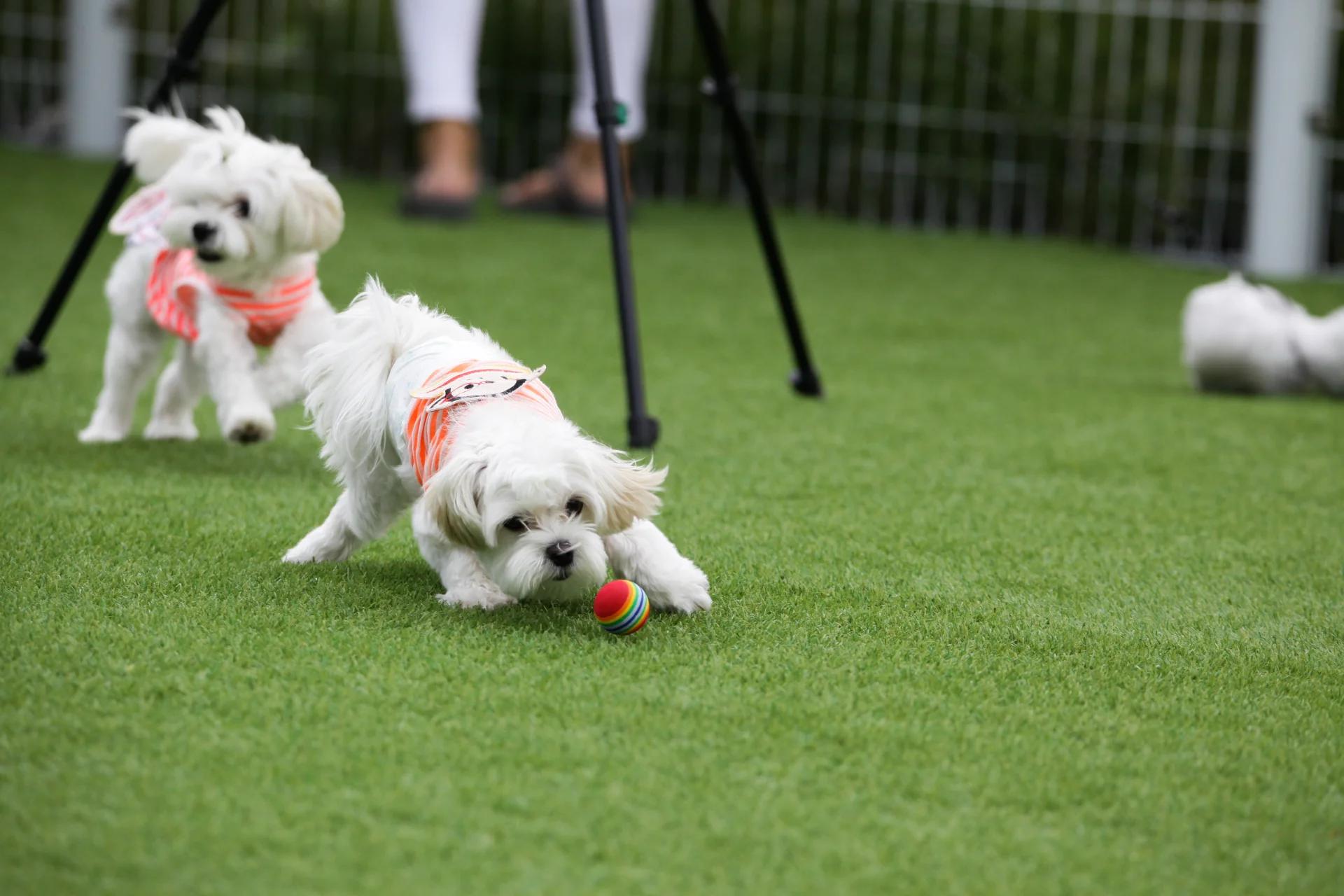Fake Grass for Dogs: A Durable Solution for Active Gardens