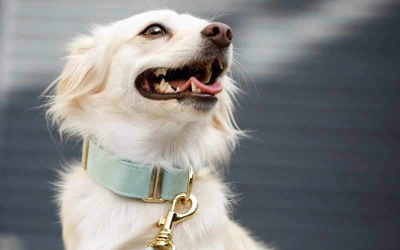 Why Some Dogs Refuse to Wear Collars (And How Animal Print Dog Collars Make It Fun)