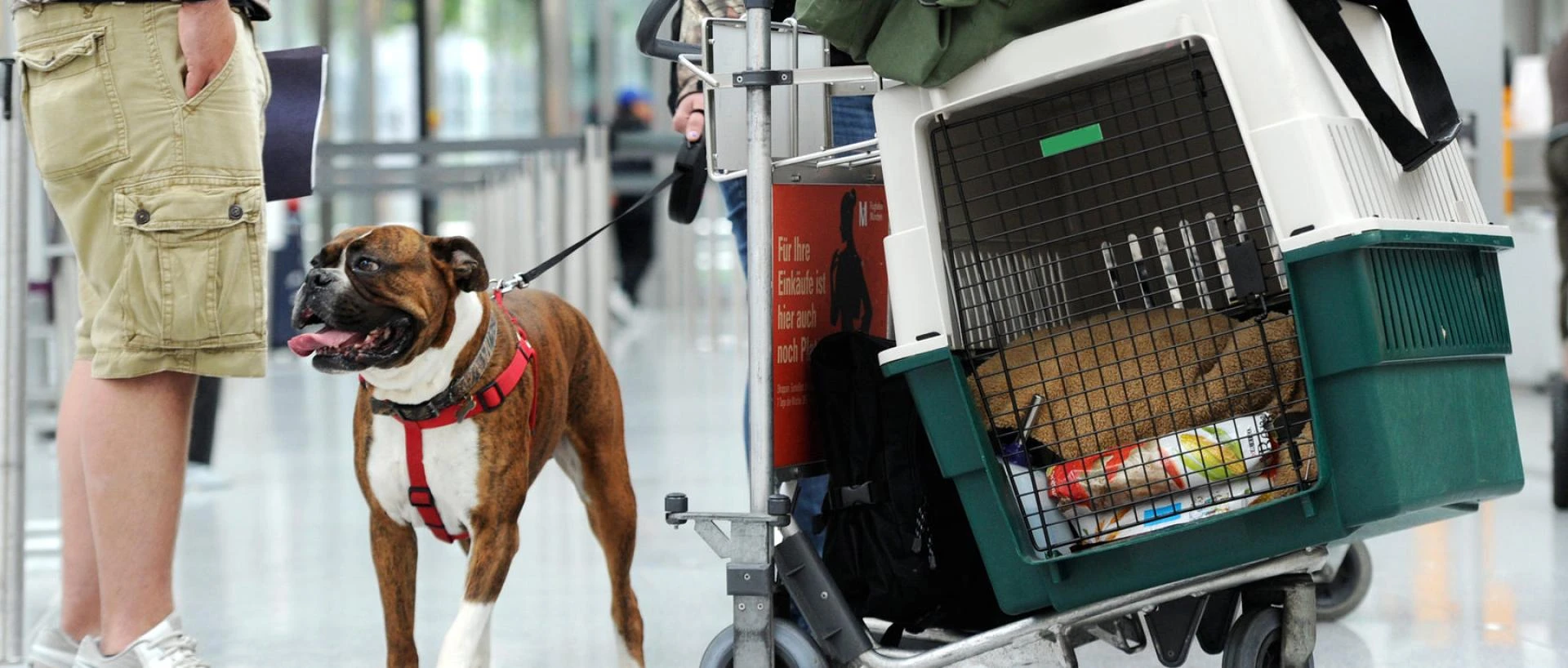 How Pet Transportation Keeps Animals Comfortable