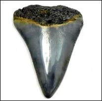 Where Can I Buy Authentic Shark Teeth for Sale Online from a Trusted Paleontologist?
