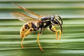 Understanding Masked Bees in Melbourne: Are They Harmful?