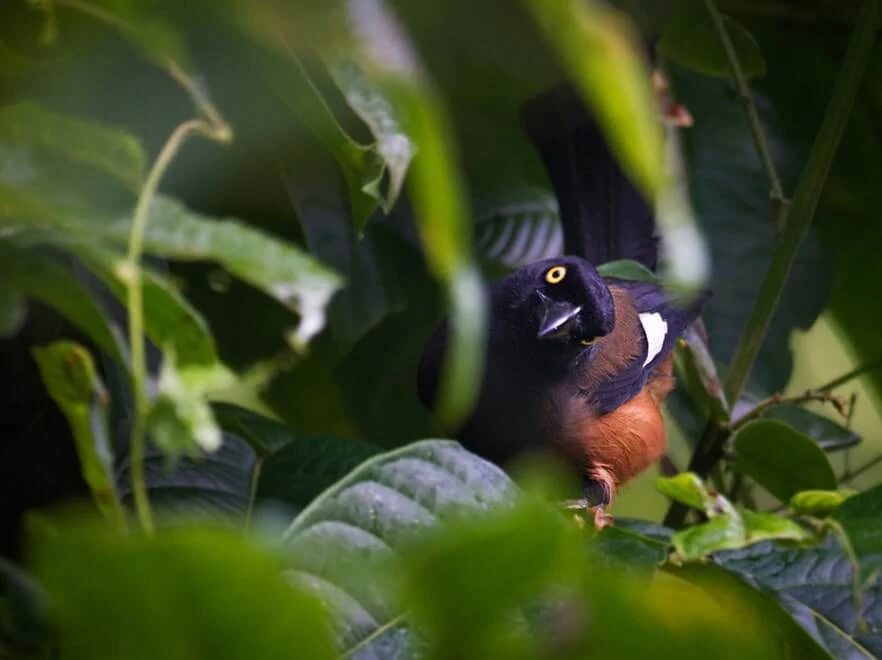 Andaman Birding Tour: A Unique Chapter in Bird Watching in India