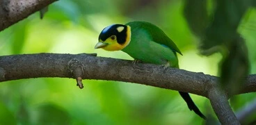 Birding in India: A Land of 1,300+ Species Waiting to Be Explored