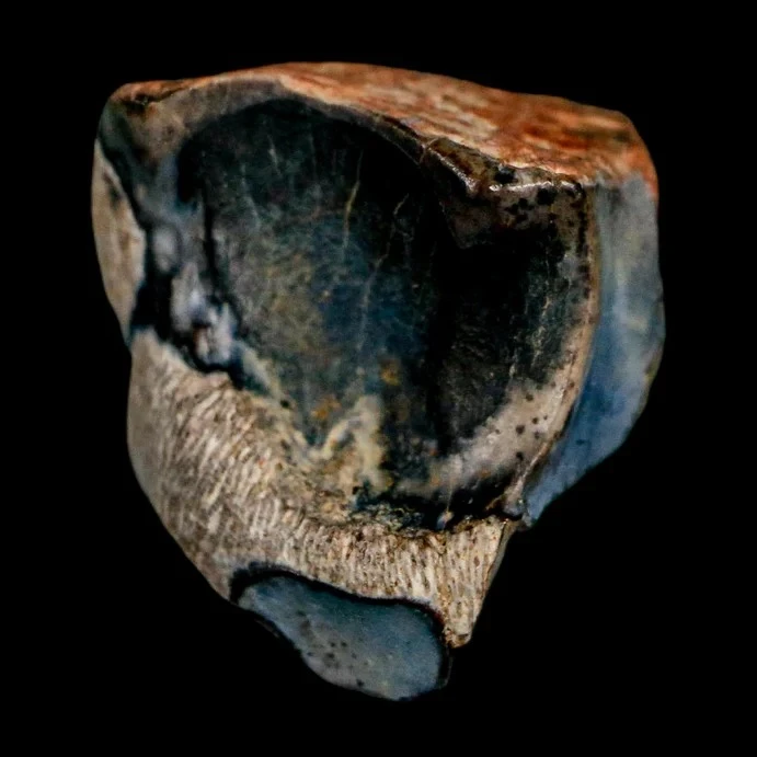 How Do Triceratops Fossils Help Decode Late Cretaceous Ecosystems?