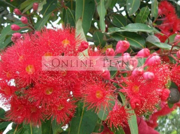 Enhancing Australian Landscapes with Smart Plant Selections