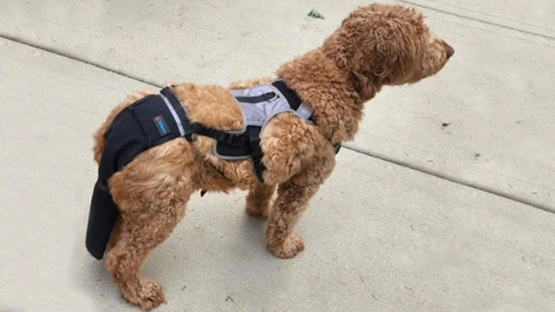 Is a Lick Sleeve for Dogs Enough to Protect a Constantly Injured Tail?