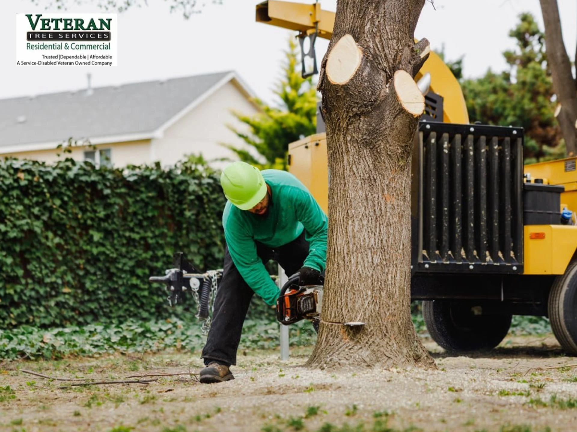 W‌hen Should You Schedule Tree Service in DC? Read To Know