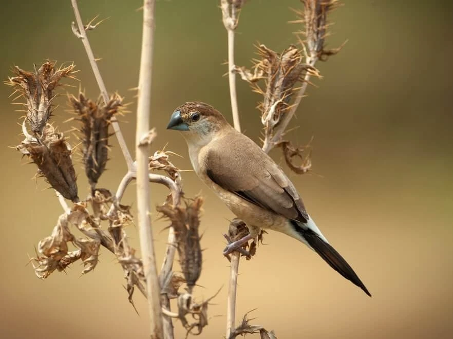 Birding in North India: A Journey Through Untouched Habitats
