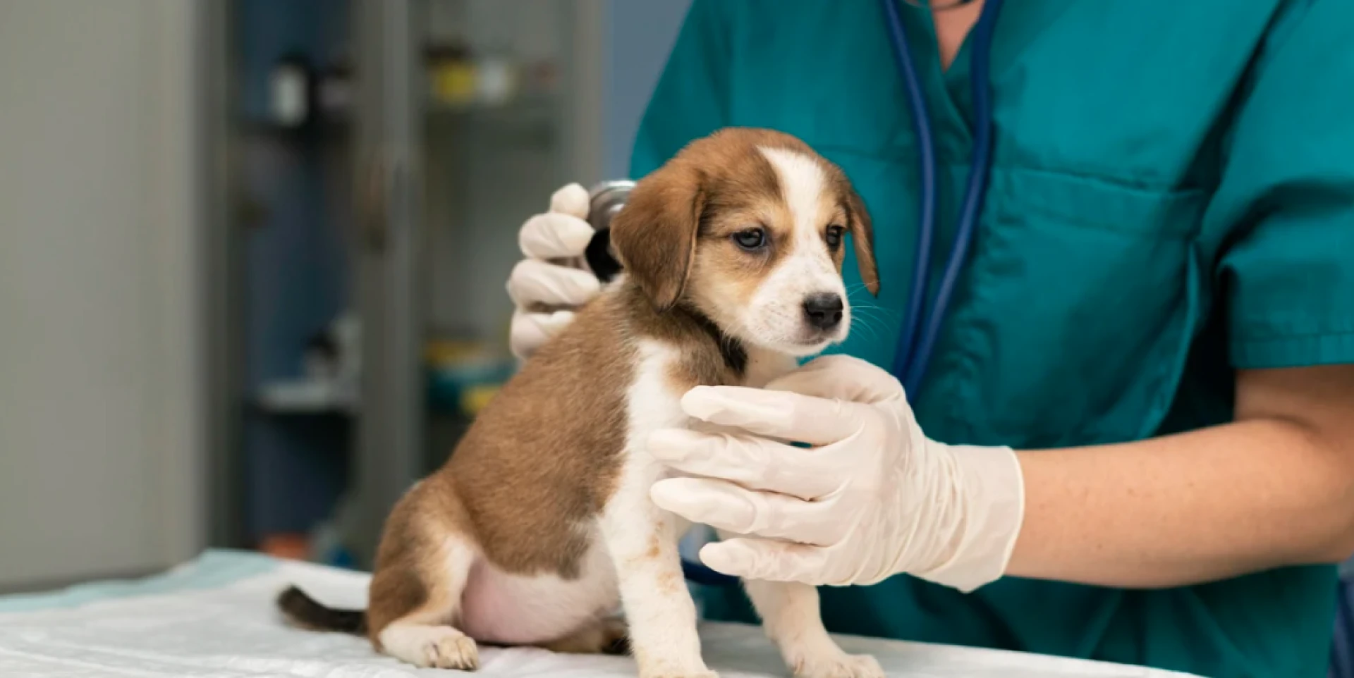 The Role of Blood Tests in Aging Pets: Monitoring for a Longer Life