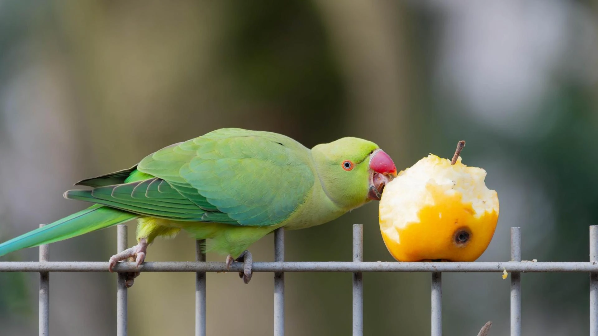 Healthy Food Combo for Parrots: Seeds, Fruits & Supplements You Should Include