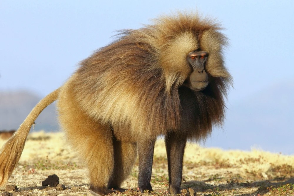 Inside the Social Life of the Gelada in the Ethiopian Highlands