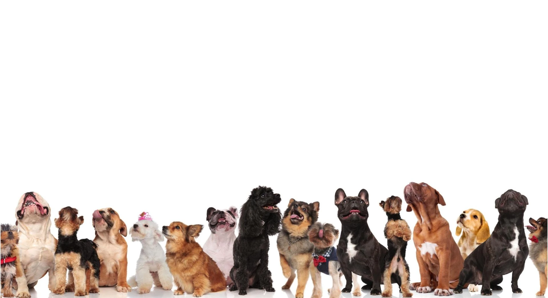 Postbiotic Precision: The New Science of Gut Stability in 2026