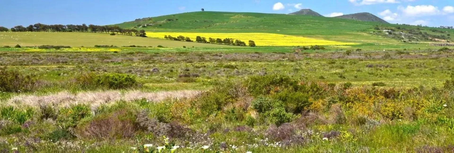 Discover the Best Tours Safari Africa and Hot Air Ballooning in the Winelands Near Cape Town