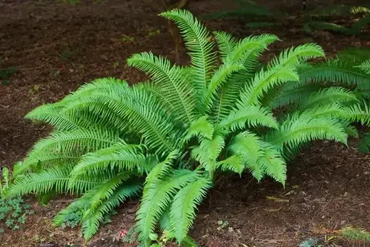 The Benefits of Ferns in Your Landscape Design
