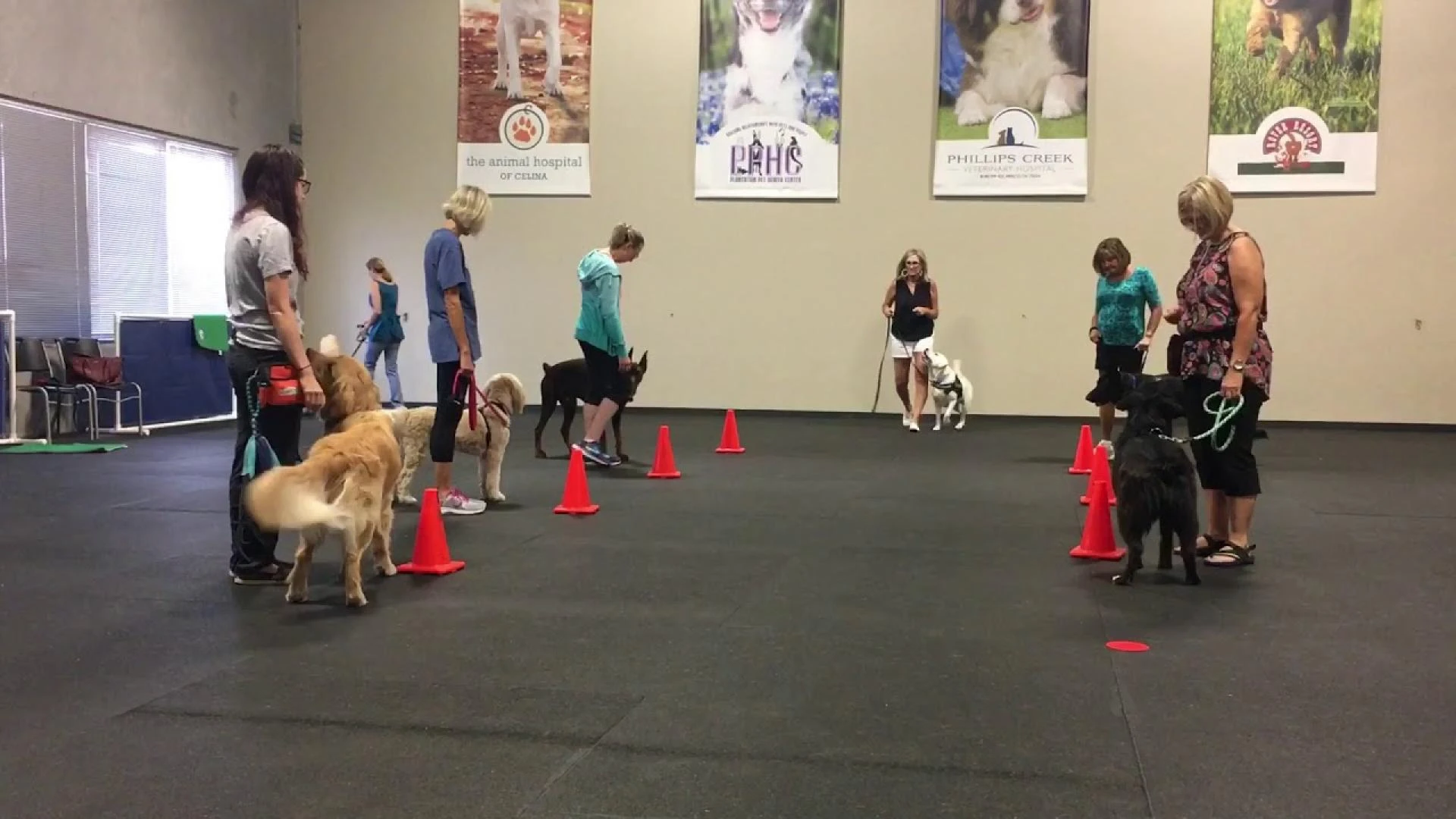 The Hidden Reasons Customer Experience in Dog Training Is Now More Important Than Ever