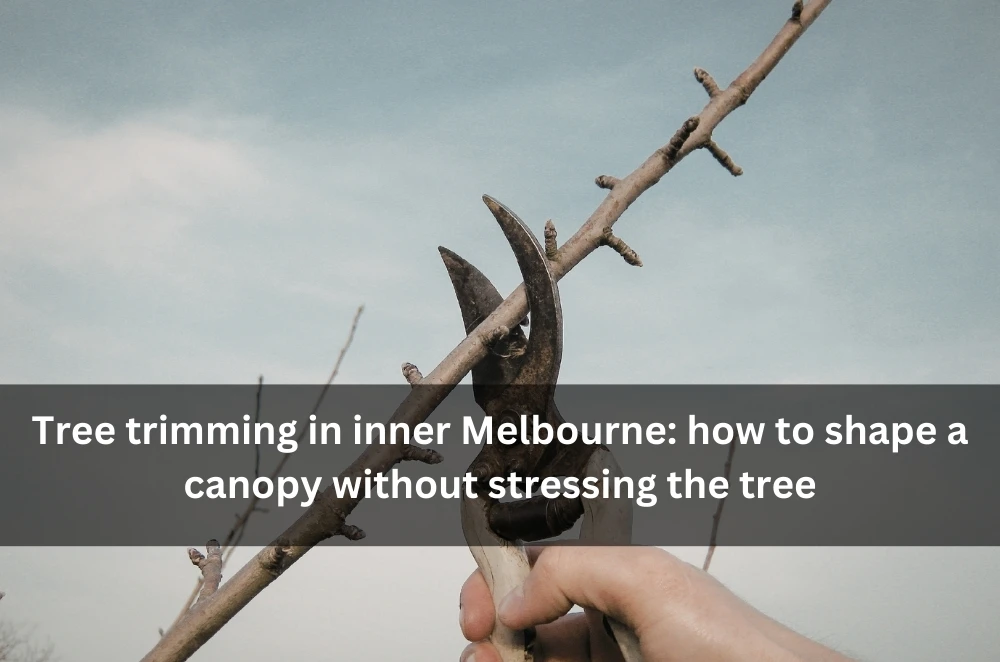 Tree trimming in inner Melbourne: how to shape a canopy without stressing the tree