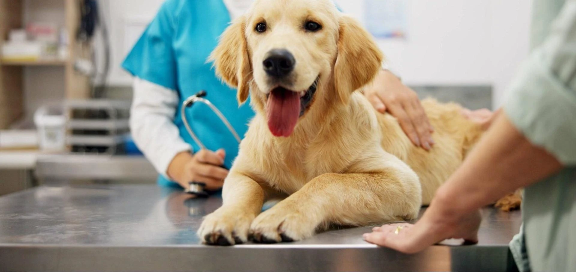 Compassionate and Comprehensive Veterinary Doctor Michigan City