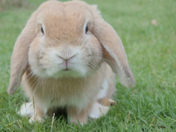 Oxbow Rabbit Food in a Bunny’s Diet: When and How Often to Feed It?