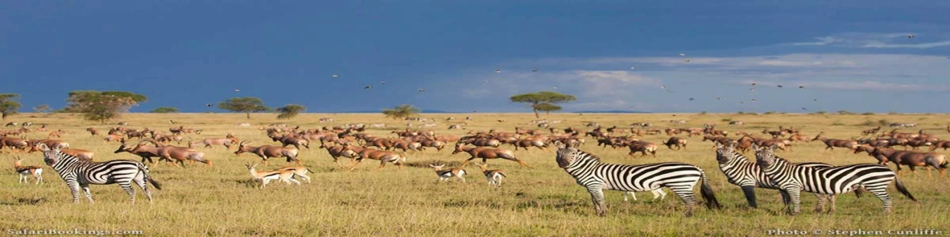 East Africa Best Safari Countries of 2026