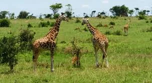 Top Reasons to Choose a Scheduled Beach & Safari in 2026