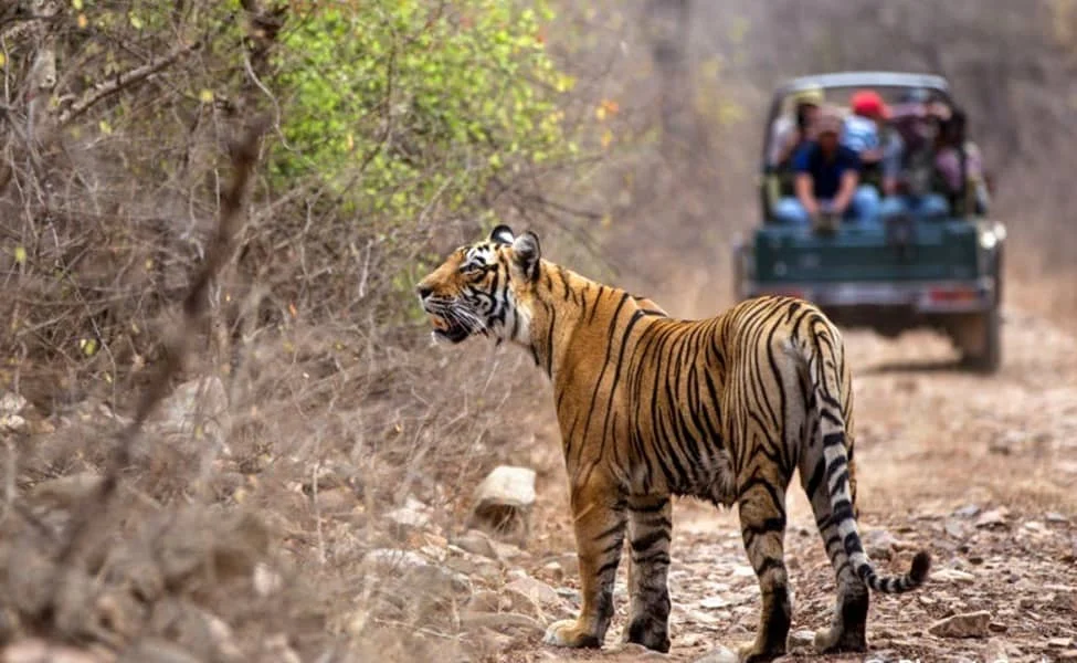 India Wildlife Tour: Where Wild Nature Still Leads the Journey