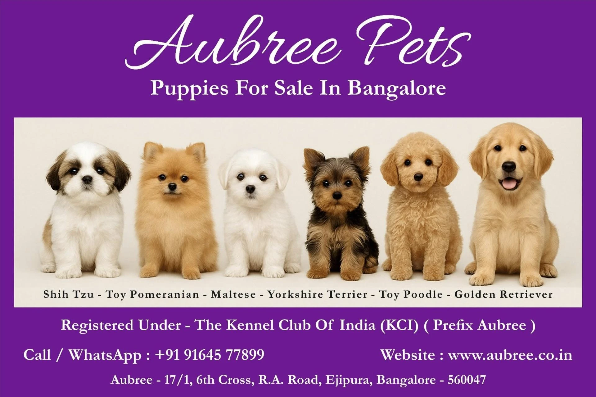 The Essential Guide to Ethical Pet Adoption: Choosing Healthy Puppies for Sale in Bangalore