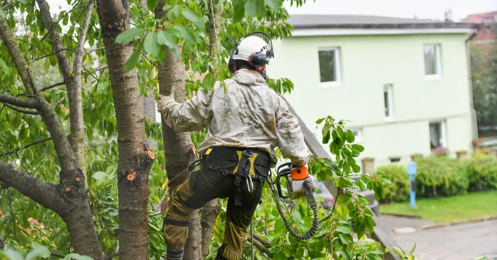 Tree Emergency Services: What If A Tree Poses Threat to Your Home?