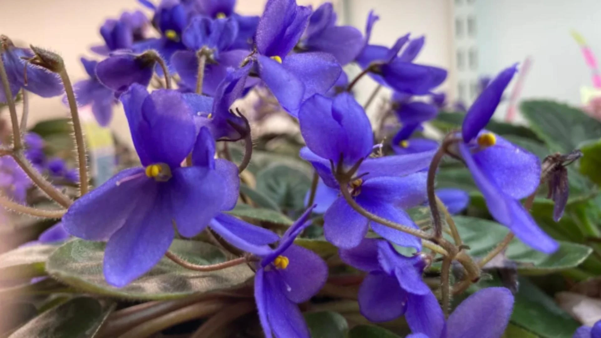 Light Requirements for African Violet Seedlings