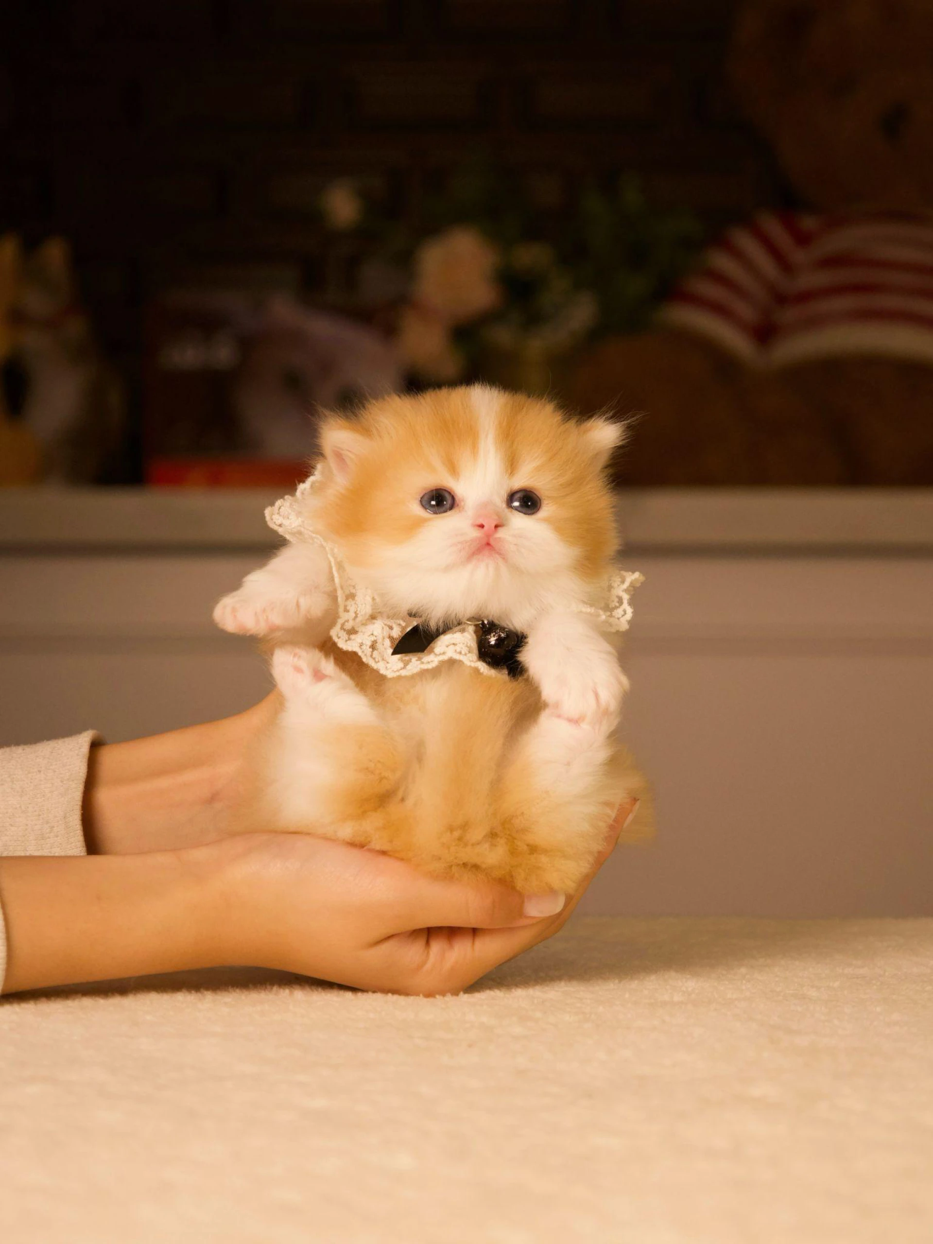 Why British Shorthairs Are Often Recommended for First-Time Cat Owners