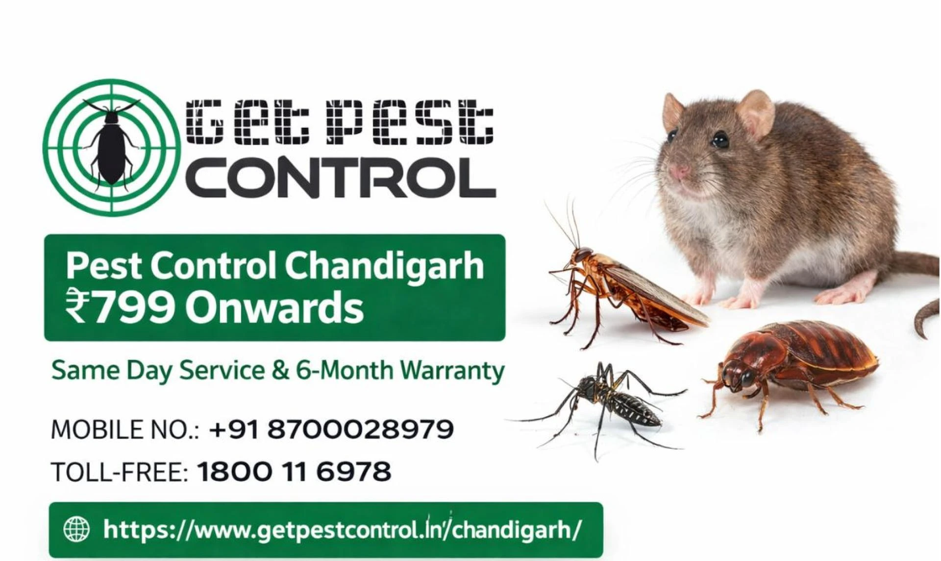 Pest Control Chandigarh — The Real Guide for Homeowners Who've Tried Everything
