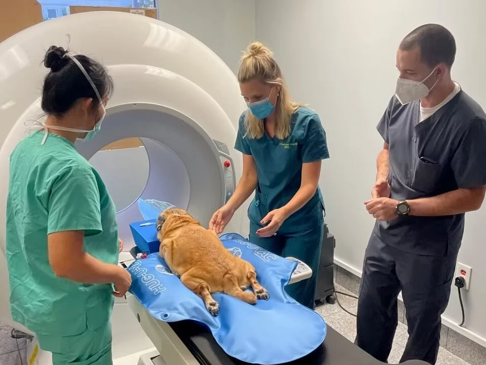 Late-Night Pet Emergencies? Visit a 24/7 Pet Clinic in Dubai