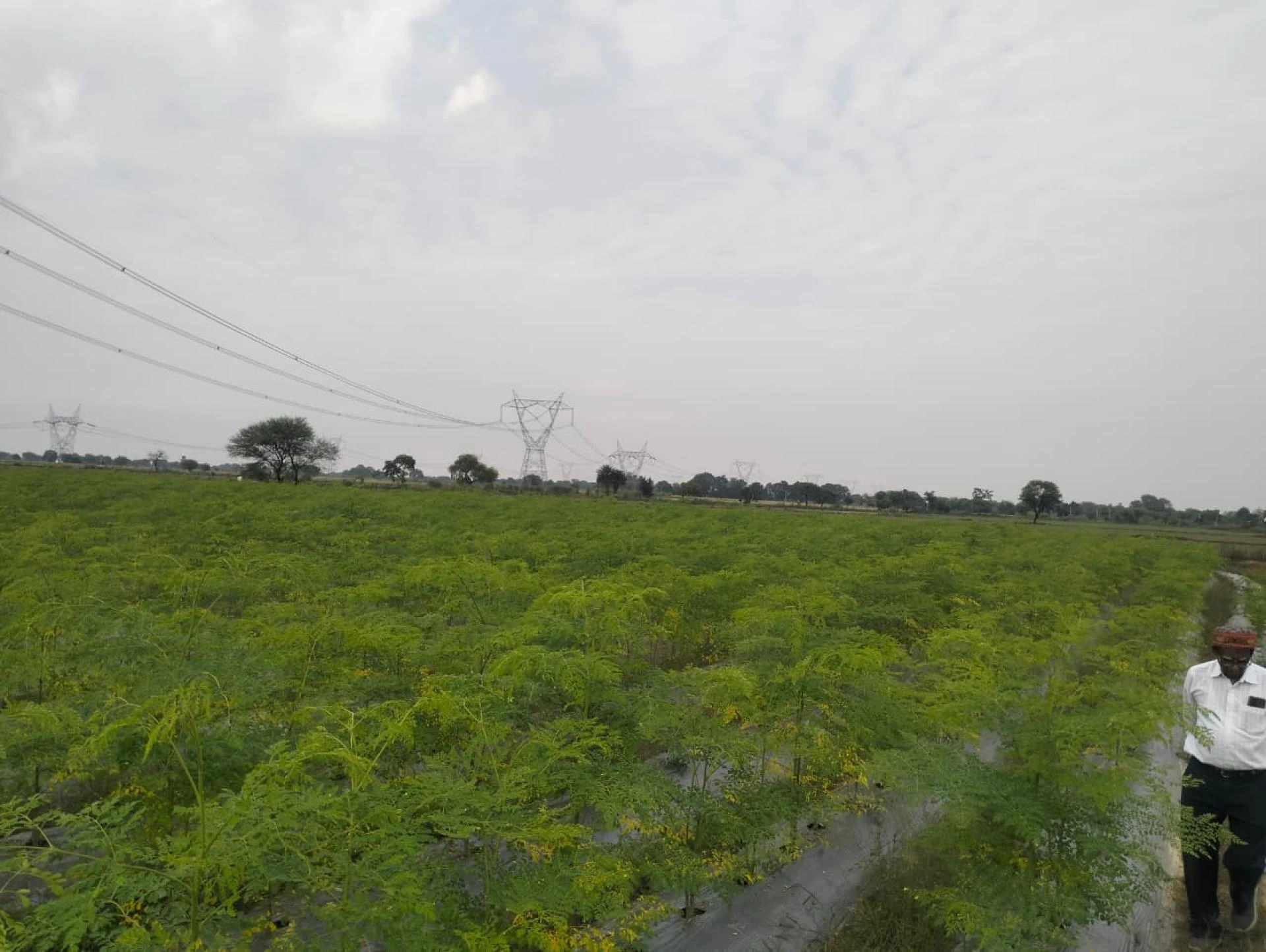 Benefits of Handmade Aloe Vera Soap Mixed with Moringa